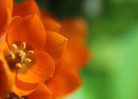 A close-up of an Orange Star flower. (ornithogalum dubium )  Shot with a shallow depth of field.