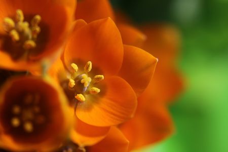 A close-up of an Orange Star flower. (ornithogalum dubium )  Shot with a shallow depth of field.の写真素材
