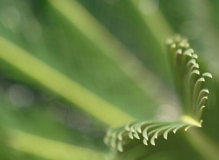 A close-up of the end of a palm leaf, with only the very end of the leaf in focus.の写真素材