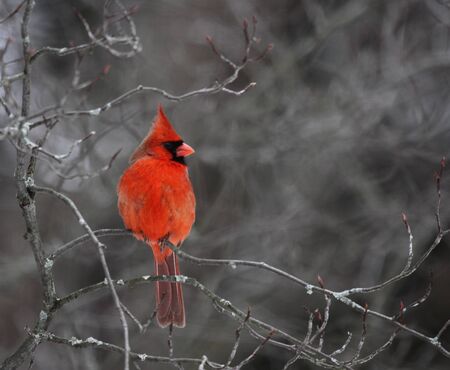 A beautiful red cardinal perched in a tree.