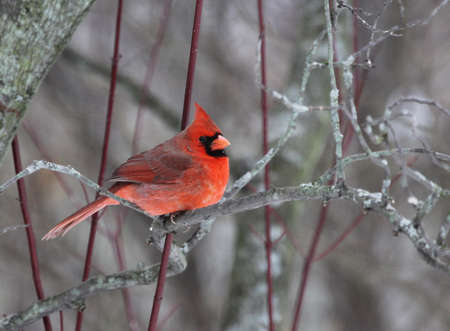 A beautiful red cardinal perched in a tree. の写真素材