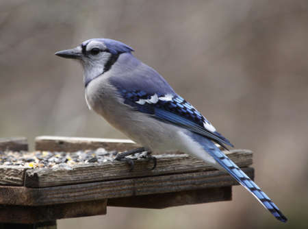 A Blue Jay (Cyanocitta Cristata) sitting at a bird feeder.の写真素材
