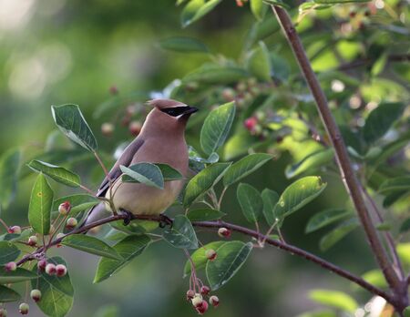 A Cedar Waxwing (Bombycilla cedrorum), perched in a serviceberry tree.の写真素材