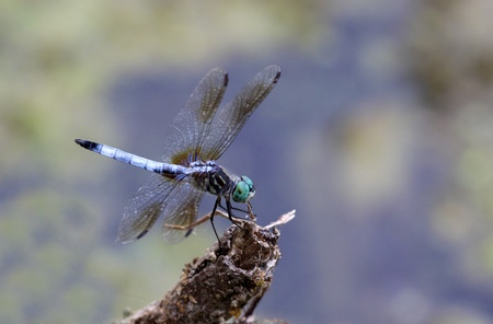 A Blue Dasher (Pachydiplax longipennis) dragonfly sitting on a stick.の写真素材