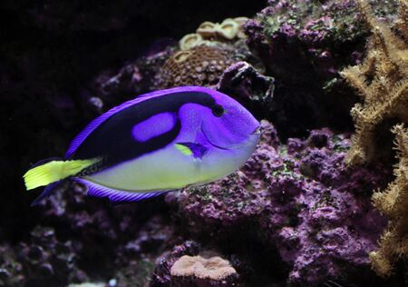 A Regal Tang ( Paracanthurus hepatus ) swimming, near some coral.の写真素材