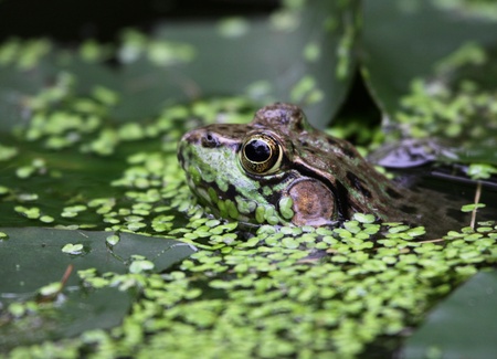 A bullfrog (Rana catesbeiana) peaking through weeds in a swamp.の写真素材