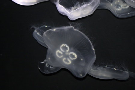 Moon Jellyfish ( Aurelia aurita ) swimming around on black.のeditorial素材