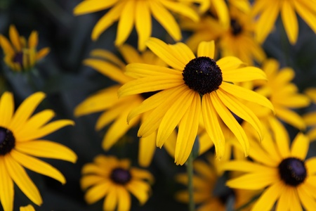 A Black-eyed Susan (Rudbeckia hirta) flower in the midst of a flower bed.の写真素材
