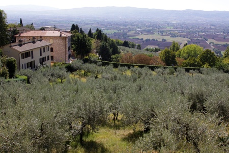 Olive trees in Assisi, Italy.  In the Umbria region.のeditorial素材