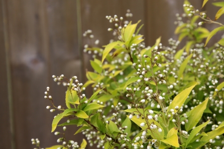 A Chardonnay Pearls (Deutzia gracillis) bush in a garden.の写真素材