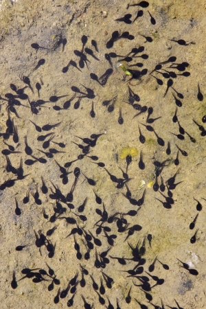A pool containing a large number of tadpoles. (frog larvae)
の写真素材