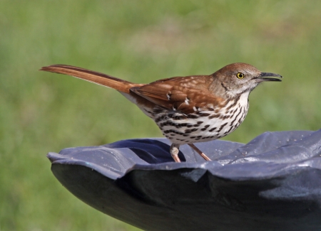 A Brown Thrasher (Toxostoma rufum) sitting on bird bath.の写真素材
