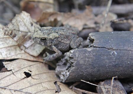 A Toad (Bufo americanus) sitting on the forest floor.