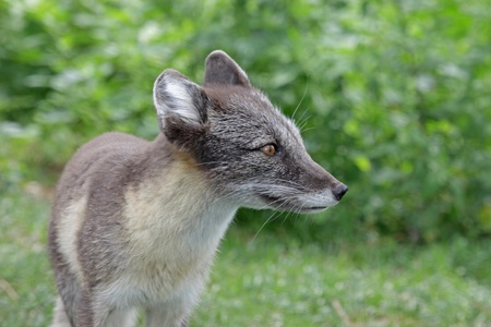 An Arctic Fox (Vulpes lagopus), in it's summer coat.
の写真素材
