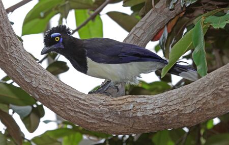 A Plush-crested Jay (Cyanocorax chrysops) perched on a branch.の写真素材