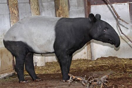 A large malayan tapir (Tapirus indicus) in it's pen.の写真素材