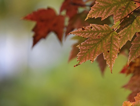 The red leaves of a Maple tree just starting to change to fall color.の写真素材