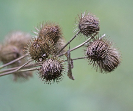 A blooming lesser burdock (Arctium minus) plant with burs on full display.  Shot in Southern Ontario, Canada.の写真素材