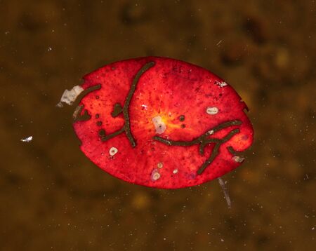 A bright red lily pad leaf floating on the surface of a lake.