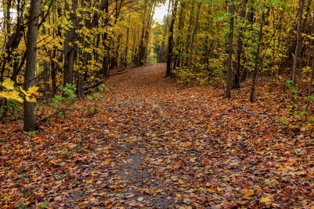 A trail in the woods decorated with the yellow leaves of Autumn.