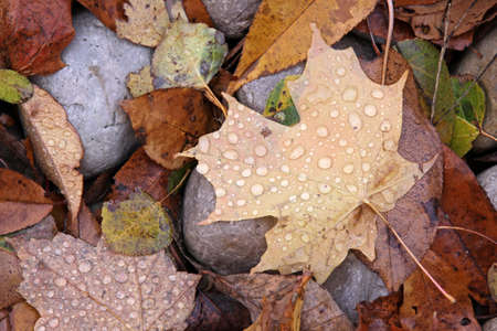 A wet Maple leaf sitting a rock in fall.の写真素材