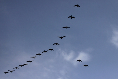 Canada geese (Branta canadensis) migrating against a blue sky.の写真素材