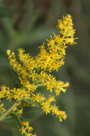 A stalk of goldenrod (Solidago) in full bloom.の写真素材