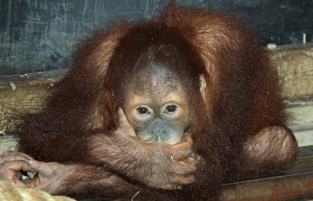 An orangutan looking at the camera and covering it's mouth.