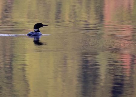A Great Northern Loon (Gavia immer) on lake with a colorful reflection.の写真素材