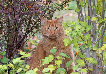 A curious tabby cat sitting in a garden, looking at the camera.の写真素材