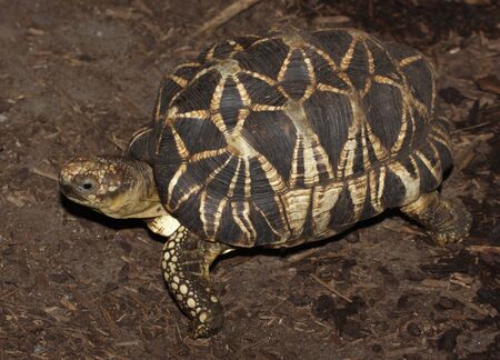 A burmese star tortoise (Geochelone platynota) is a critically endangered tortoise from Burma.の写真素材