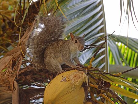 A Mexican Gray Squirrel (Sciurus aureogaster) sitting in a palm tree.  Shot on the Mayan Riviera, Mexico.の写真素材