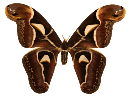 An isolated shot of a Cecropia moth (Hyalophora cecropia).の写真素材
