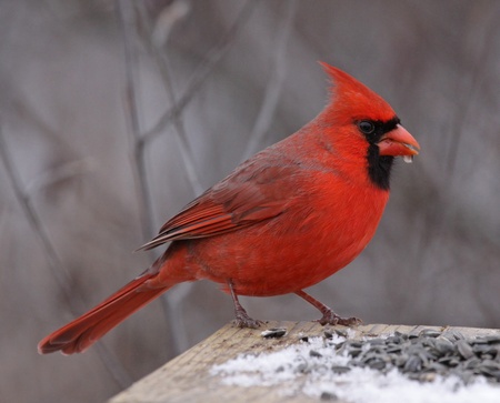 A Northern Cardinal (Cardinalis cardinalis) feeding on seeds at a bird feeder, in winter.  Shot in Southern Ontario, Canada.の写真素材