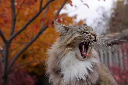 A house cat taking a very big yawn.の写真素材