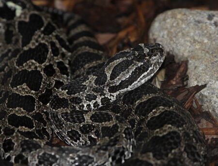 The face of a Massasauga Rattleasnake (Sistrurus catenatus).  It is the only rattlesnake found Ontario.の写真素材