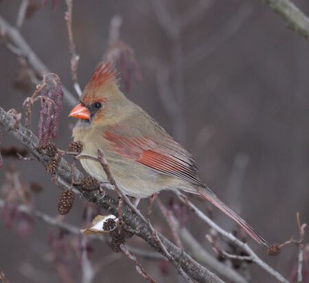 A female Northern Cardinal (Cardinalis cardinalis) sitting in a tree, in winter.  Shot in Southern Ontario, Canada.の写真素材