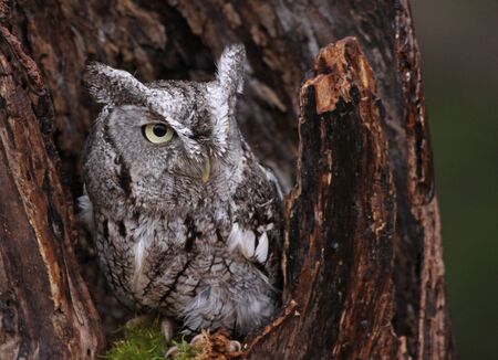 A close-up of an Eastern Screech Owl  Megascops asio  sitting in a stump の写真素材