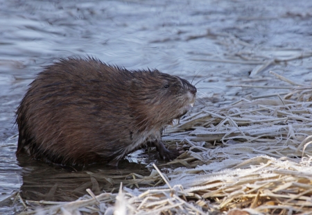 A muskrat  Ondatra zibethicus  sitting on the shore of the Grand River, in Ontario, Canada の写真素材