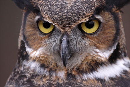 An extreme close-up of the face of a Great Horned Owl  Bubo virginianus の写真素材