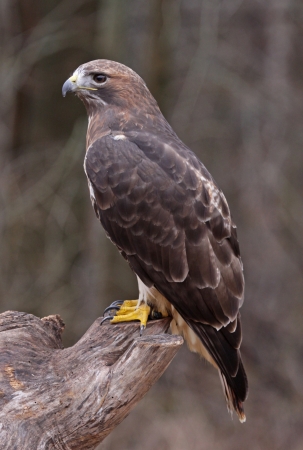 A Red-tailed hawk (Buteo jamaicensis) sitting on a stump.の写真素材