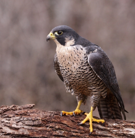 A Peregrine Falcon (Falco peregrinus) perched on a stump.  These birds are the fastest animals in the world.の写真素材