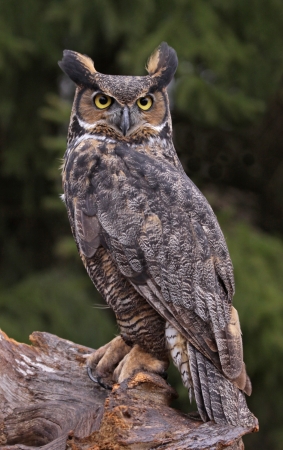 A Great Horned Owl (Bubo virginianus) sitting on a tree stump.の写真素材