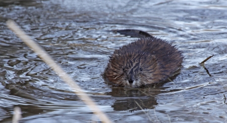 A muskrat (Ondatra zibethicus) swimming in the Grand River, in Ontario, Canada.の写真素材