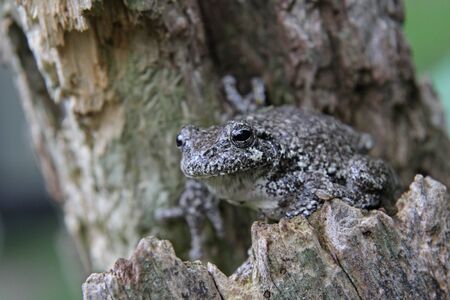 A Gray Tree Frog (Hyla versicolor) sitting in a stump.  Shot in Kitchener, Ontario, Canada.の写真素材