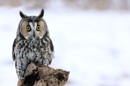 A Long-eared Owl (Asio otus) sitting on a perch with a snowy background.
の写真素材