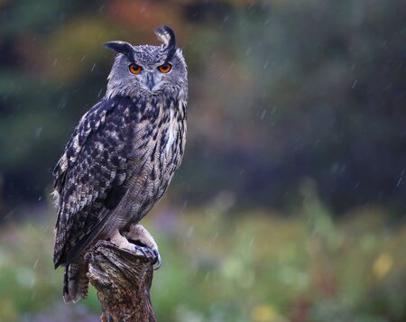 A Eurasian Eagle Owl (Bubo bubo) looking at the camera in the rain.の写真素材