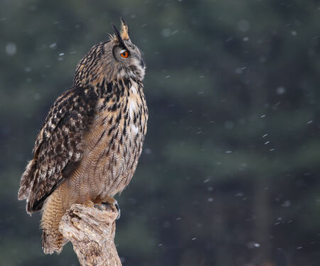 A Eurasian Eagle Owl (Bubo bubo) sitting a perch with snow falling in the background.の写真素材