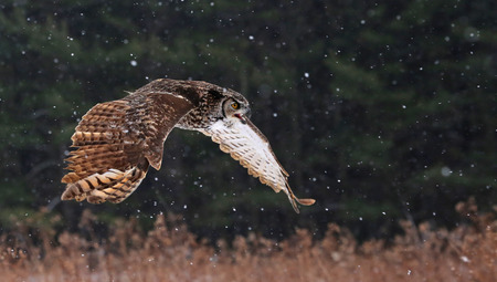 A Great Horned Owl (Bubo virginianus) gliding through the air with snow falling in the background.の写真素材