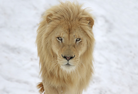 A White Lion (Panterha leo krugeri) staring at the camera.の写真素材